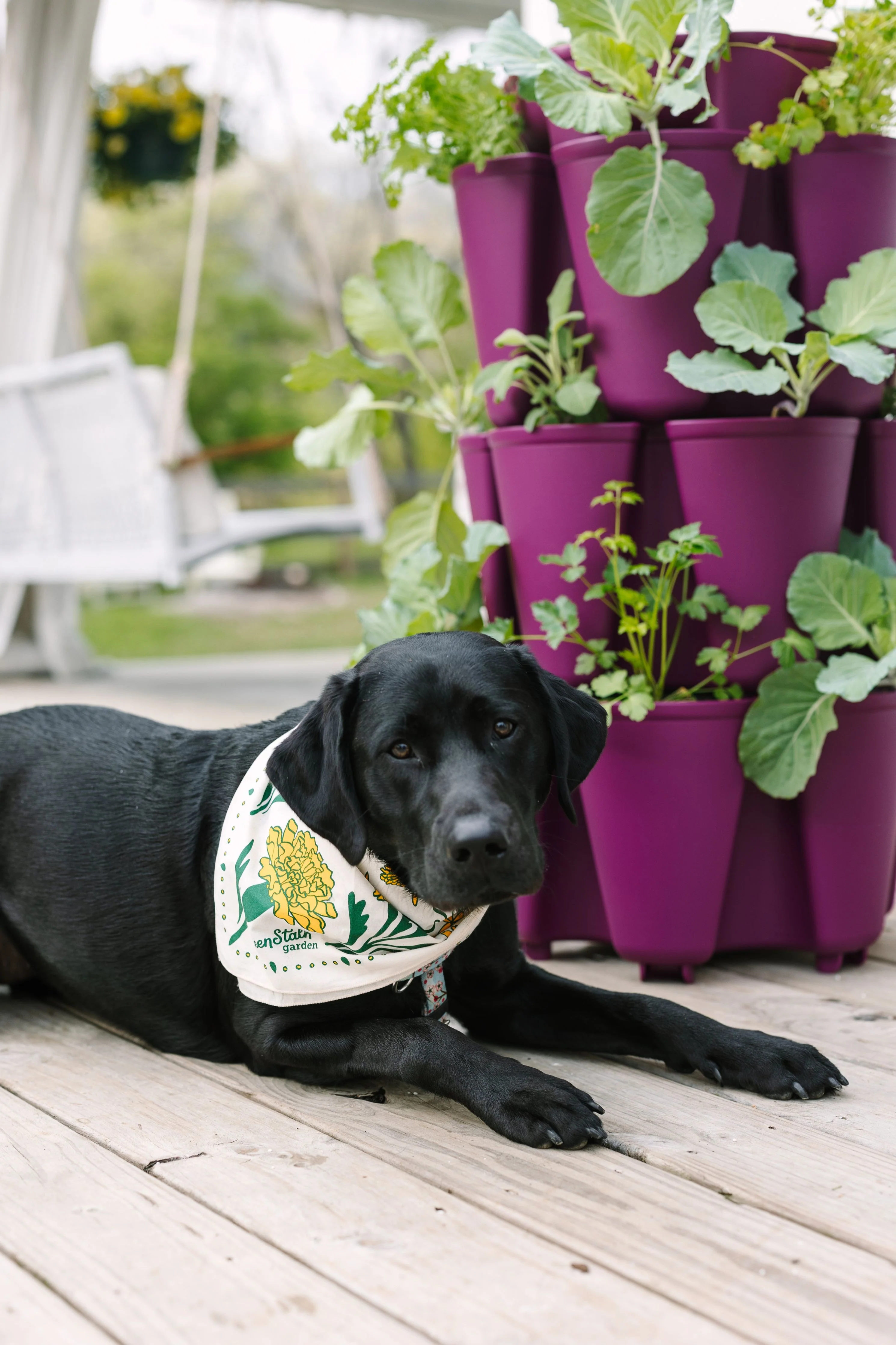 Marigold Bandana - Image 4