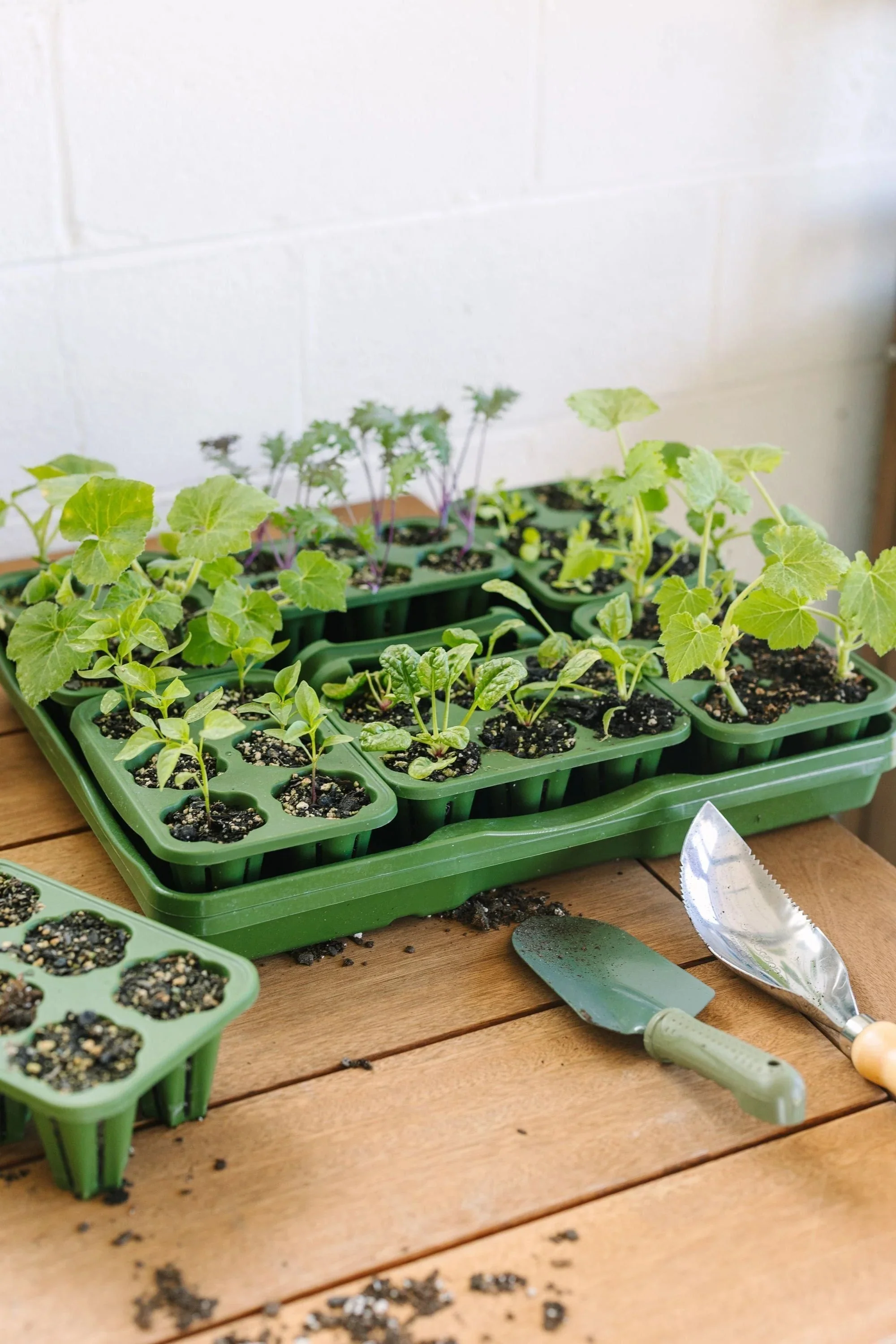 GreenStalk Seed Starter Kit with Domes | Evergreen - Image 4