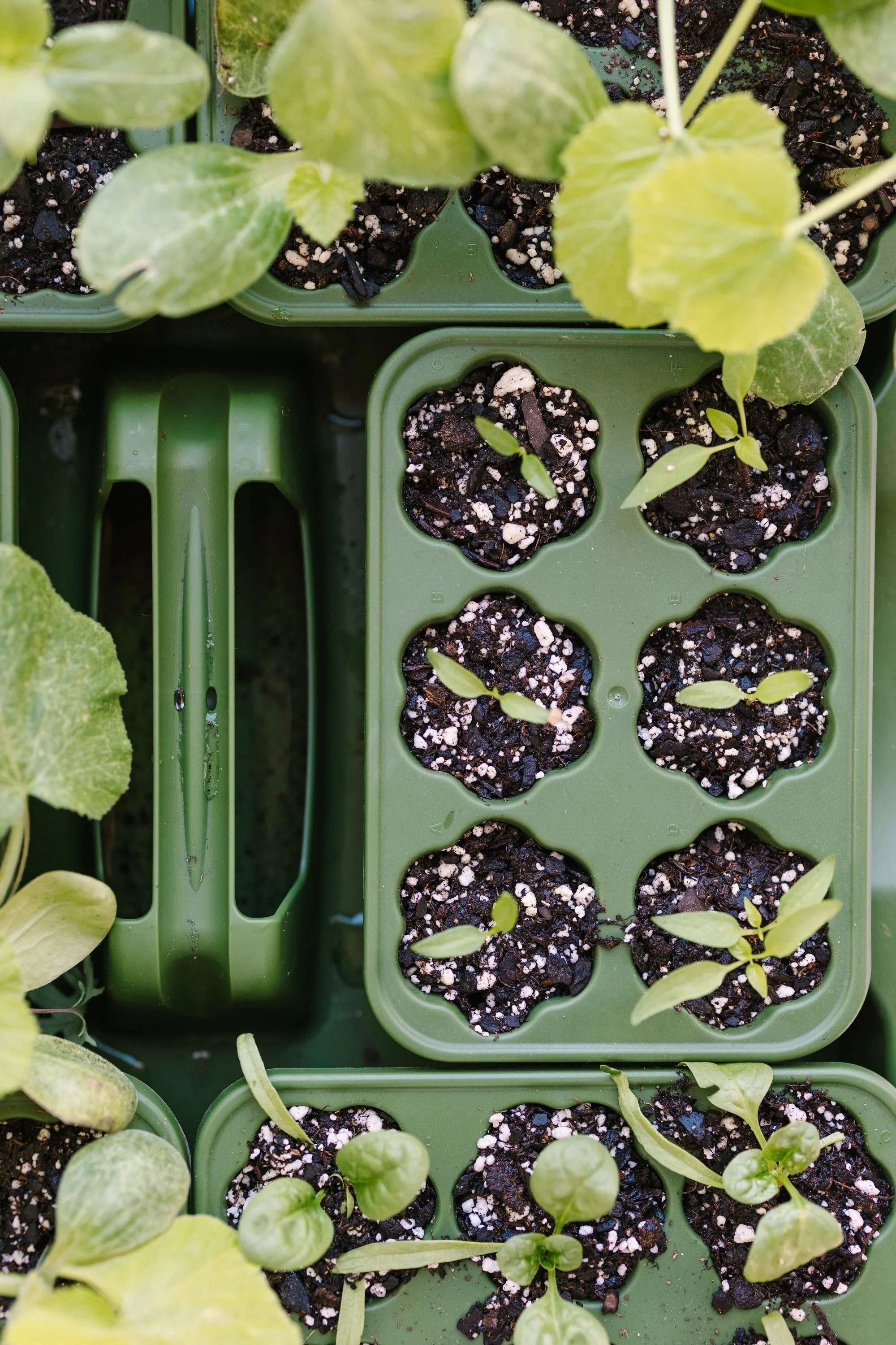 GreenStalk Seed Starter Kit with Domes | Evergreen - Image 9