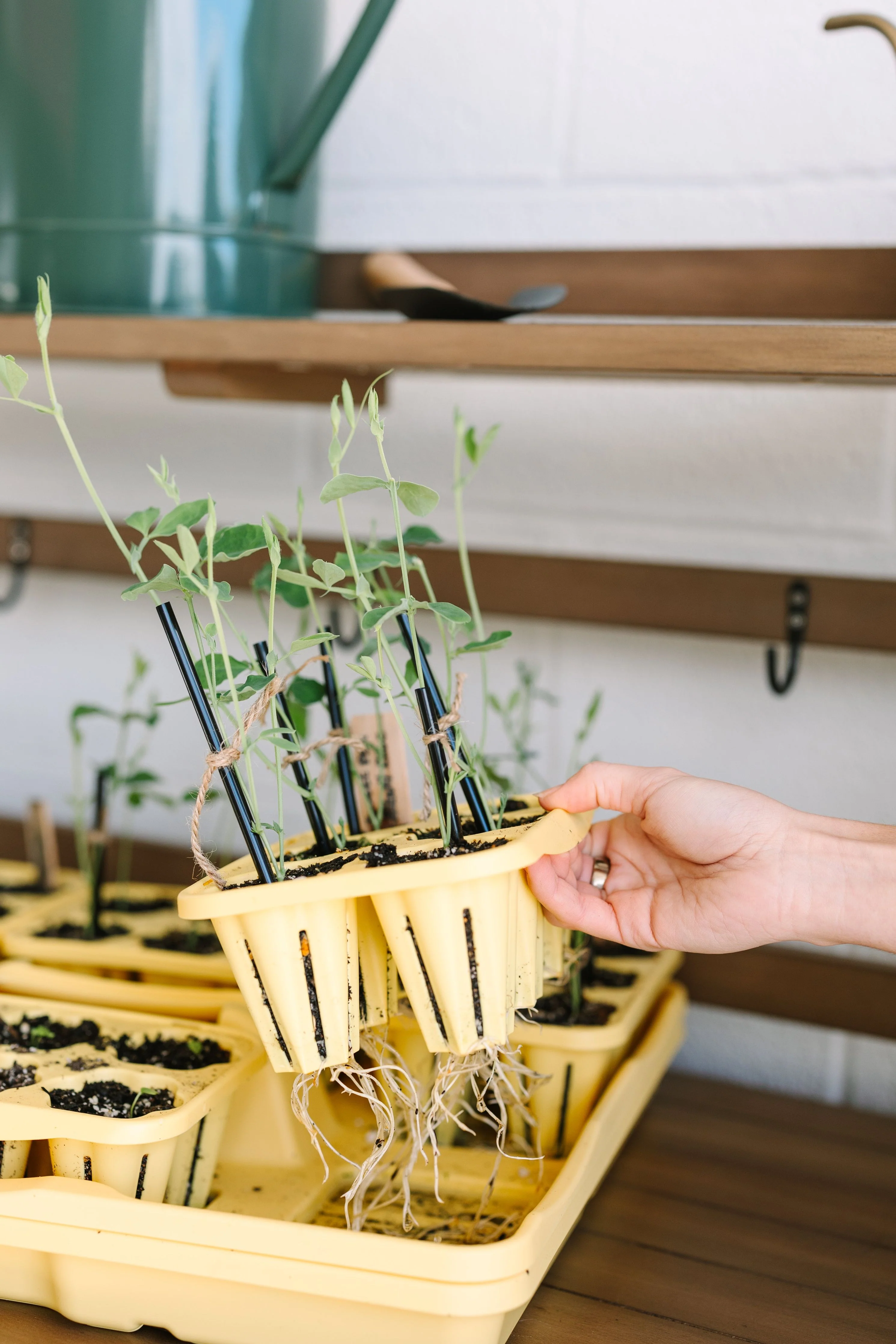 GreenStalk Seed Starter Kit with Domes | Lemon - Image 4